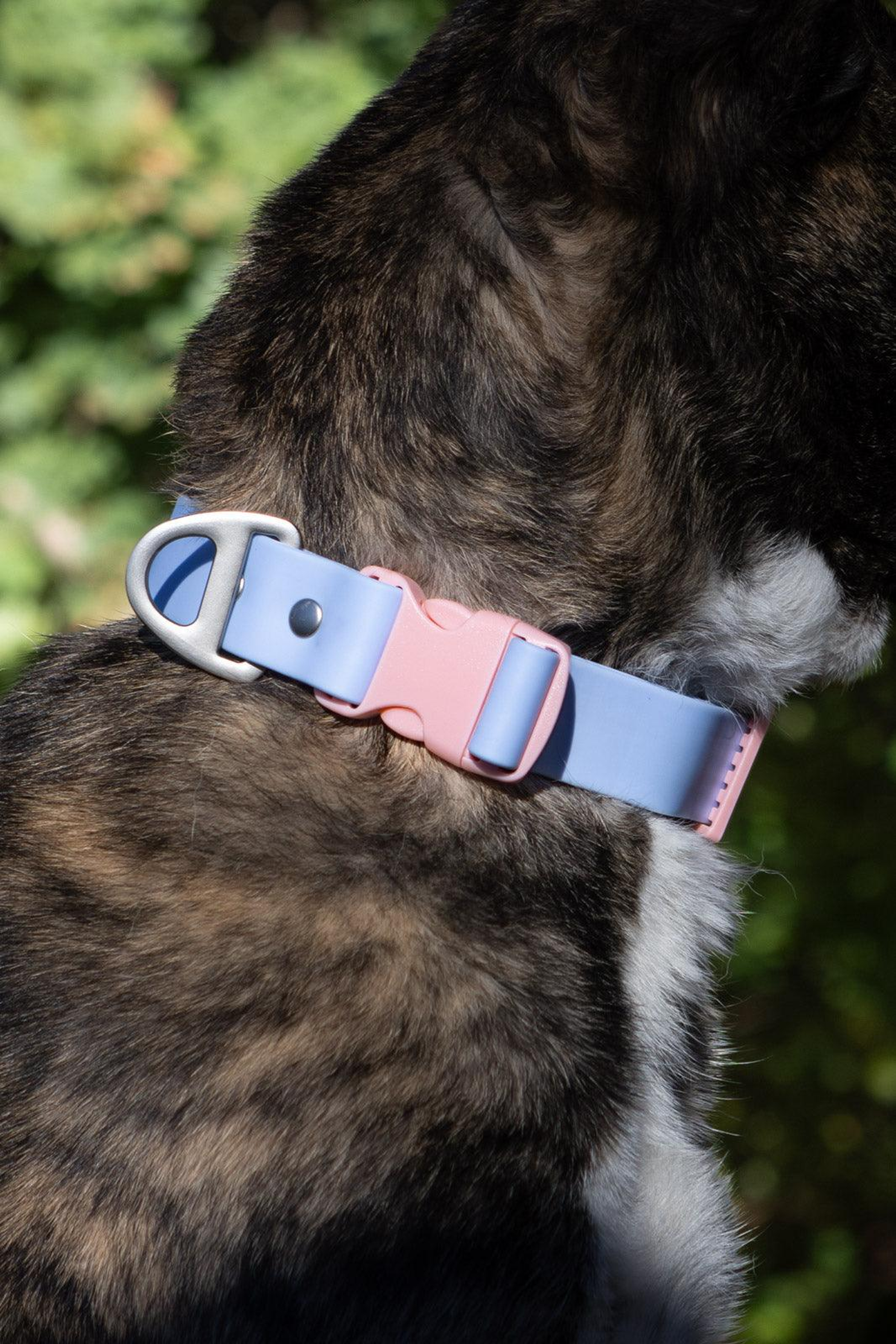 Blue Sky Orchid Waterproof Dog Collar