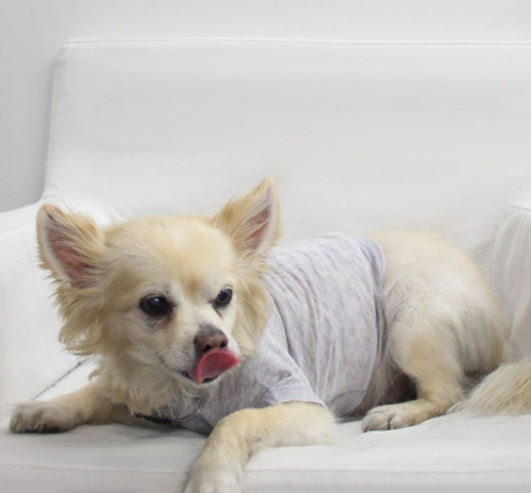 Furry Fashion Fiesta: Comfy Tees for Your Stylish Companions!