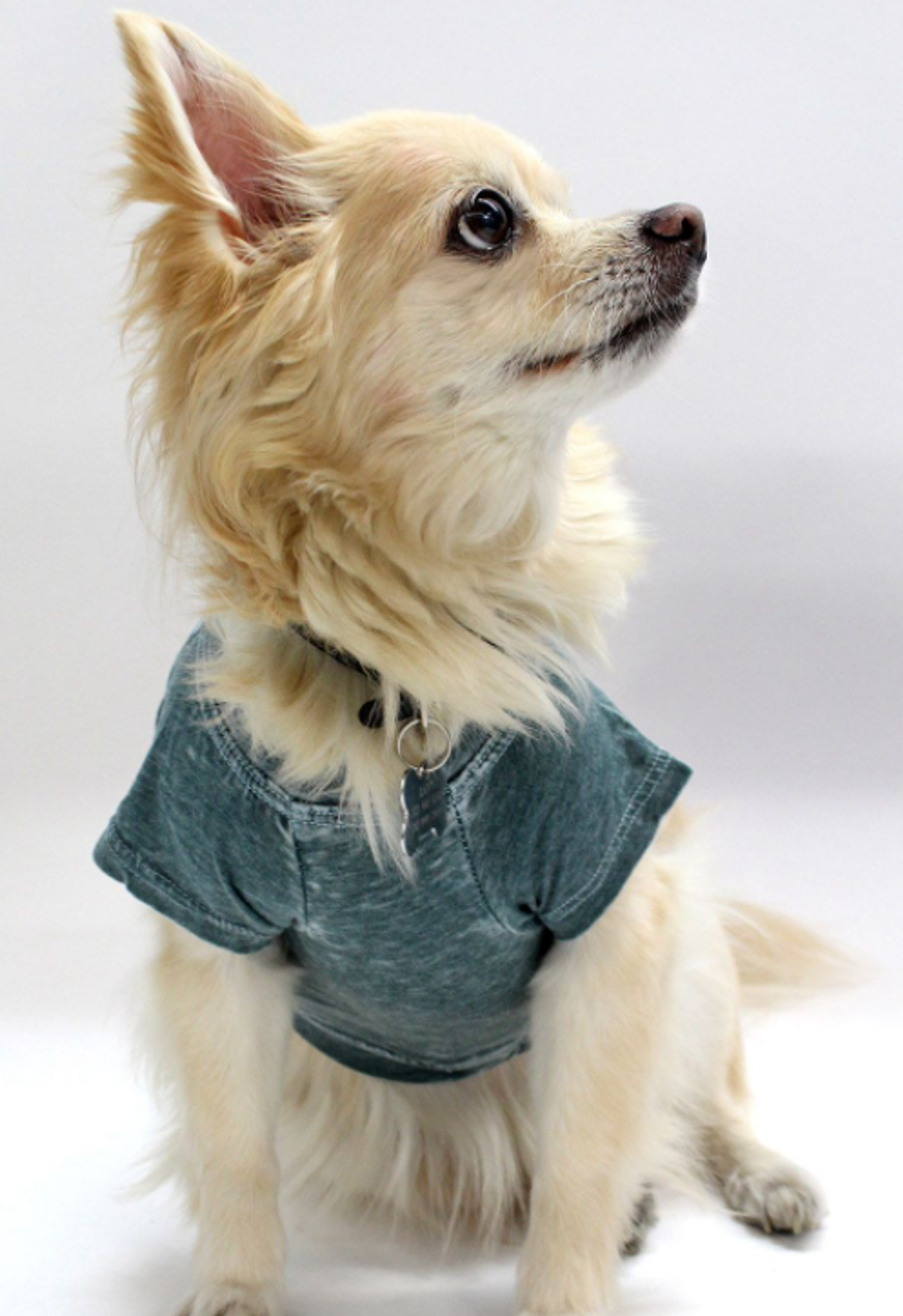 Furry Fashion Fiesta: Comfy Tees for Your Stylish Companions!