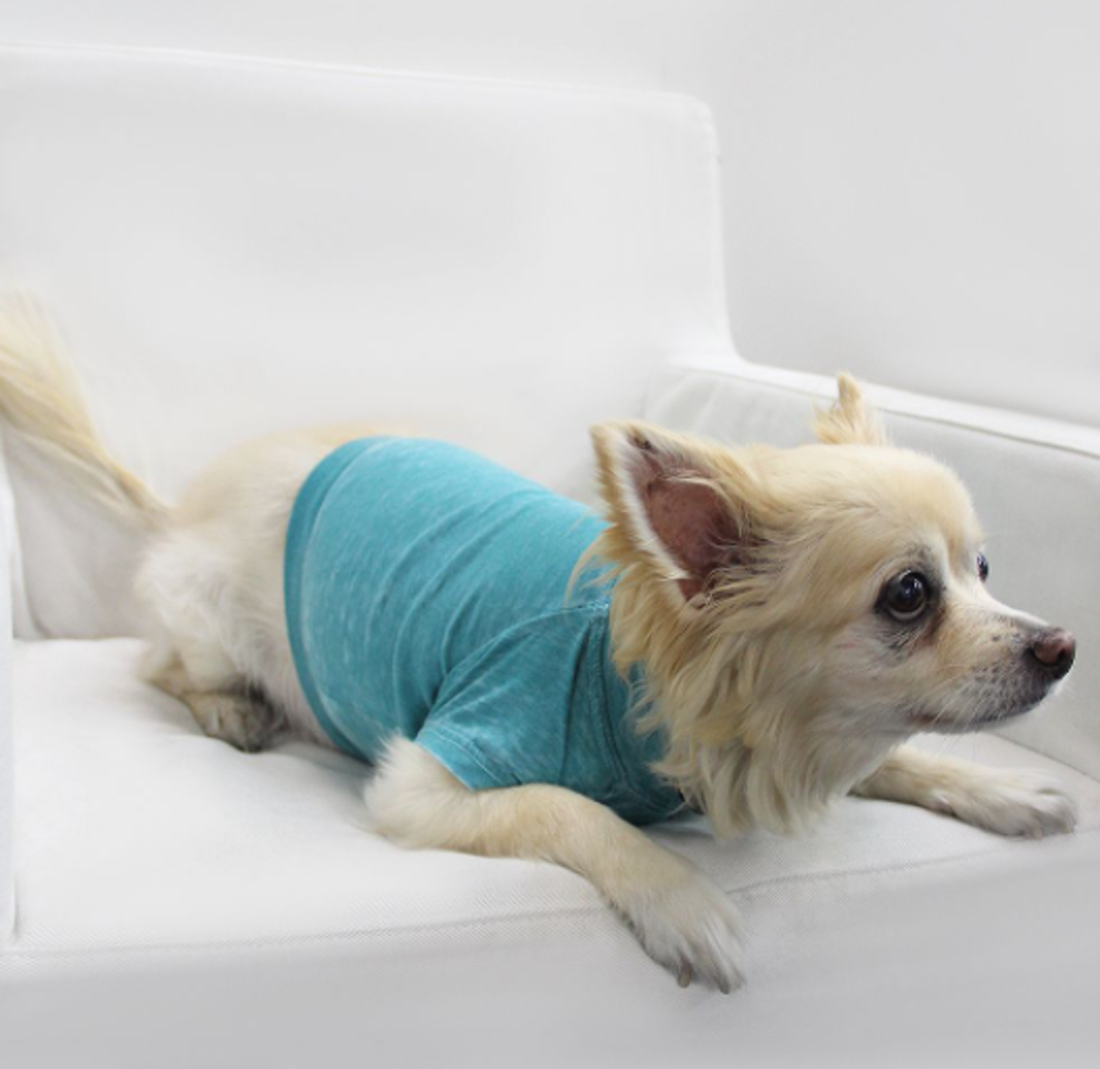 Furry Fashion Fiesta: Comfy Tees for Your Stylish Companions!