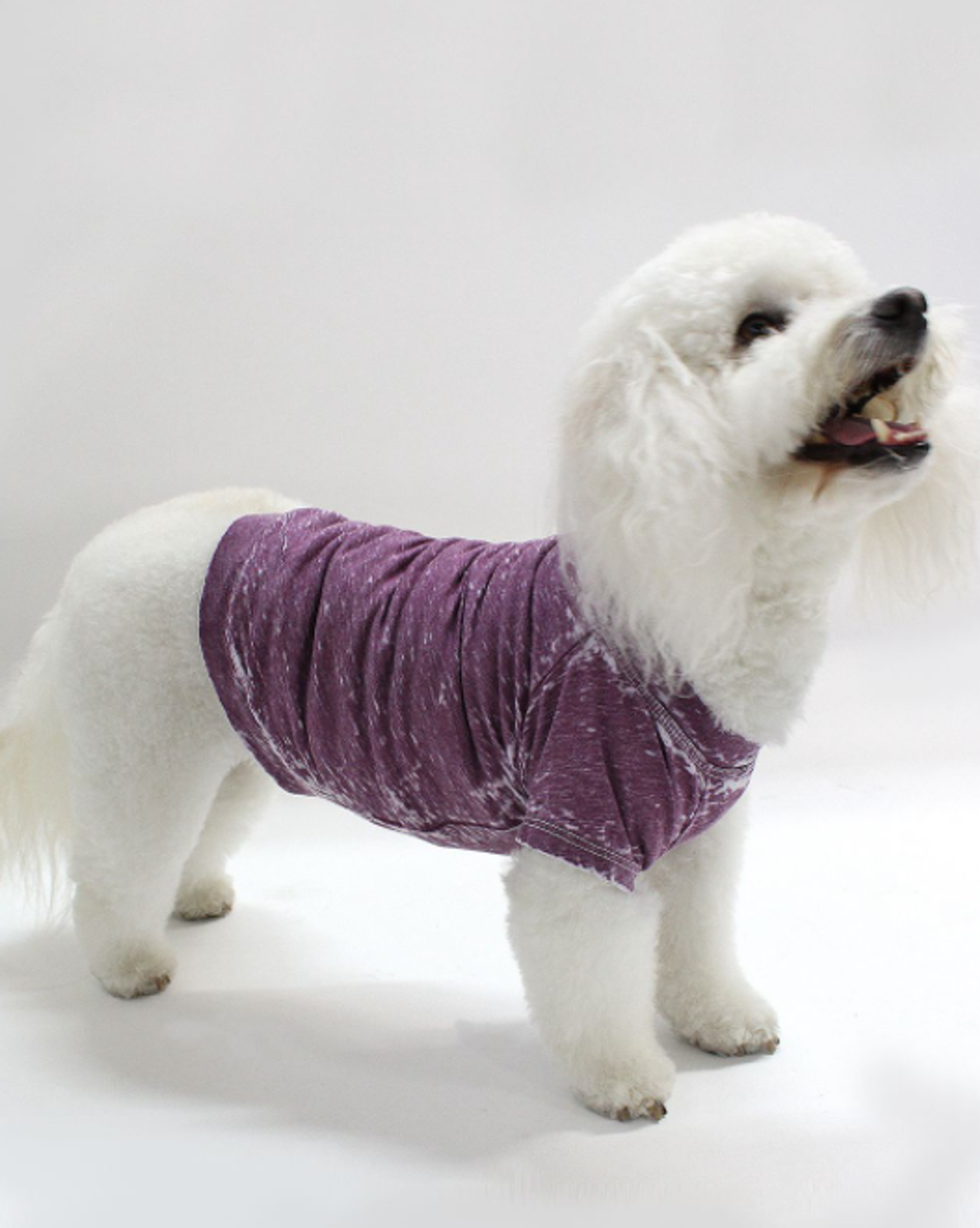 Furry Fashion Fiesta: Comfy Tees for Your Stylish Companions!