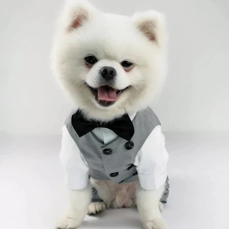 Dapper Dog Delight: Tails of Elegance!