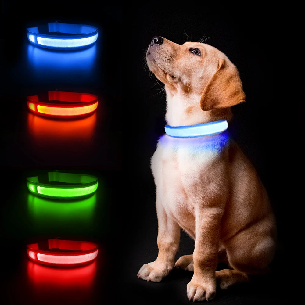 Glow Paws: Illuminate the Night Adventures with Your Furry Friend!