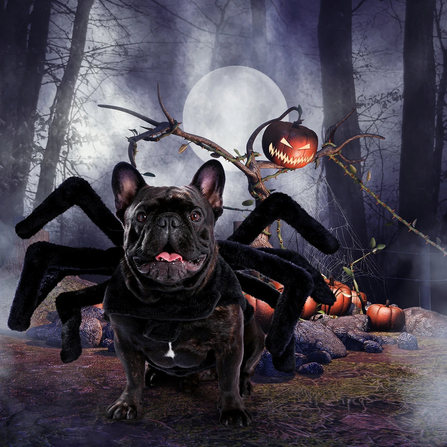 Halloween Spider Costume for Dogs and Cats