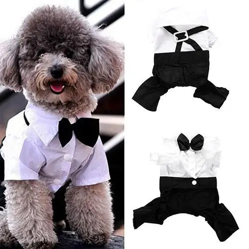 Dapper Dogs and Purr-fectly Suited Paws: The Furry Wedding Ensemble!