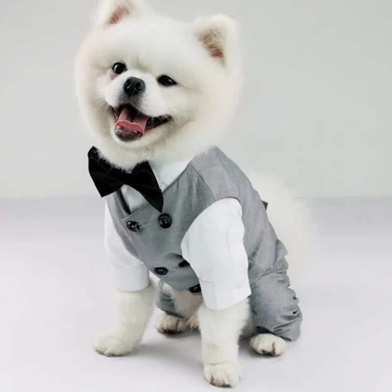 Dapper Dog Delight: Tails of Elegance!