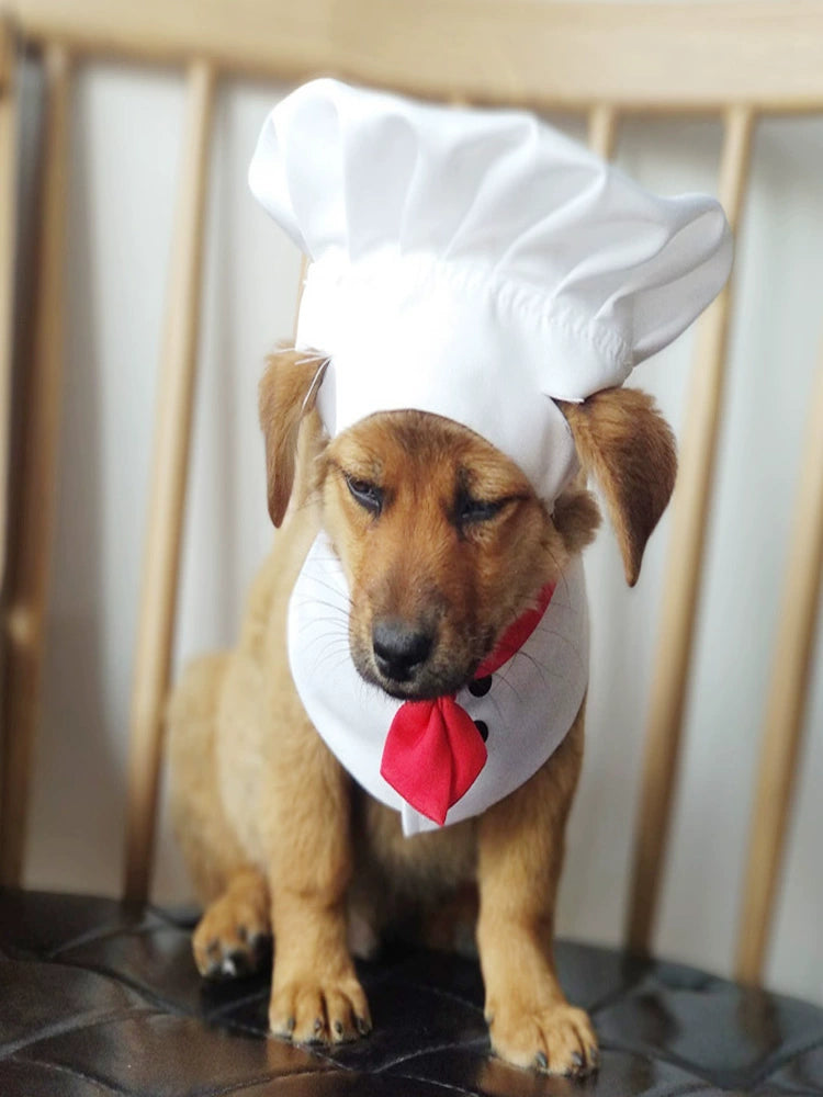 Culinary Cuties: Chef Paws Halloween Costume