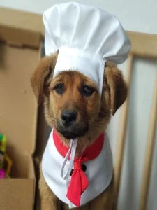 Culinary Cuties: Chef Paws Halloween Costume