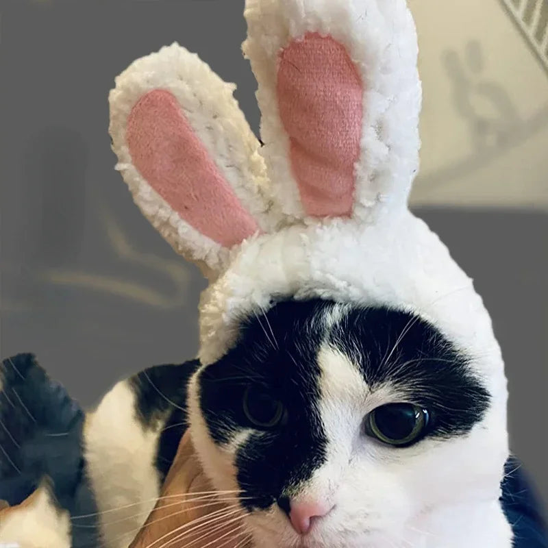 Hoppy Hauntings: The Purrfectly Warm Rabbit Ears Cap for Cats!