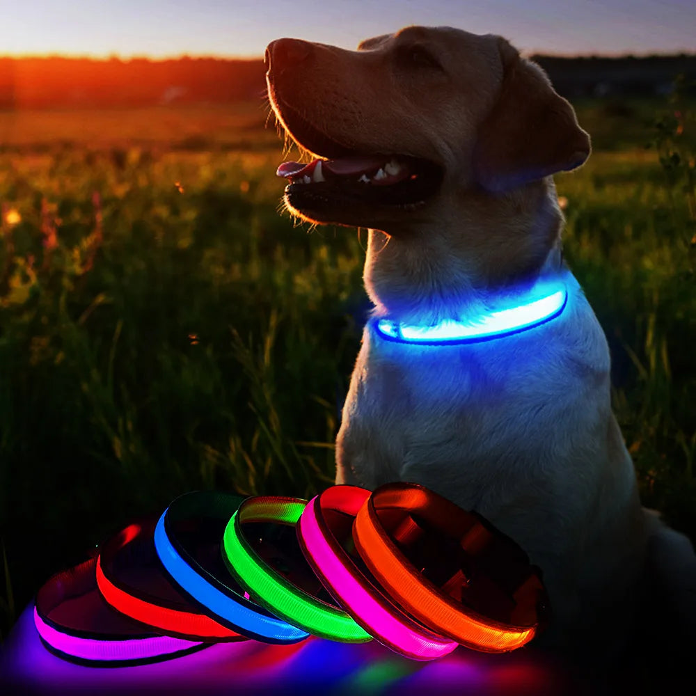 Glow Paws: Illuminate the Night Adventures with Your Furry Friend!