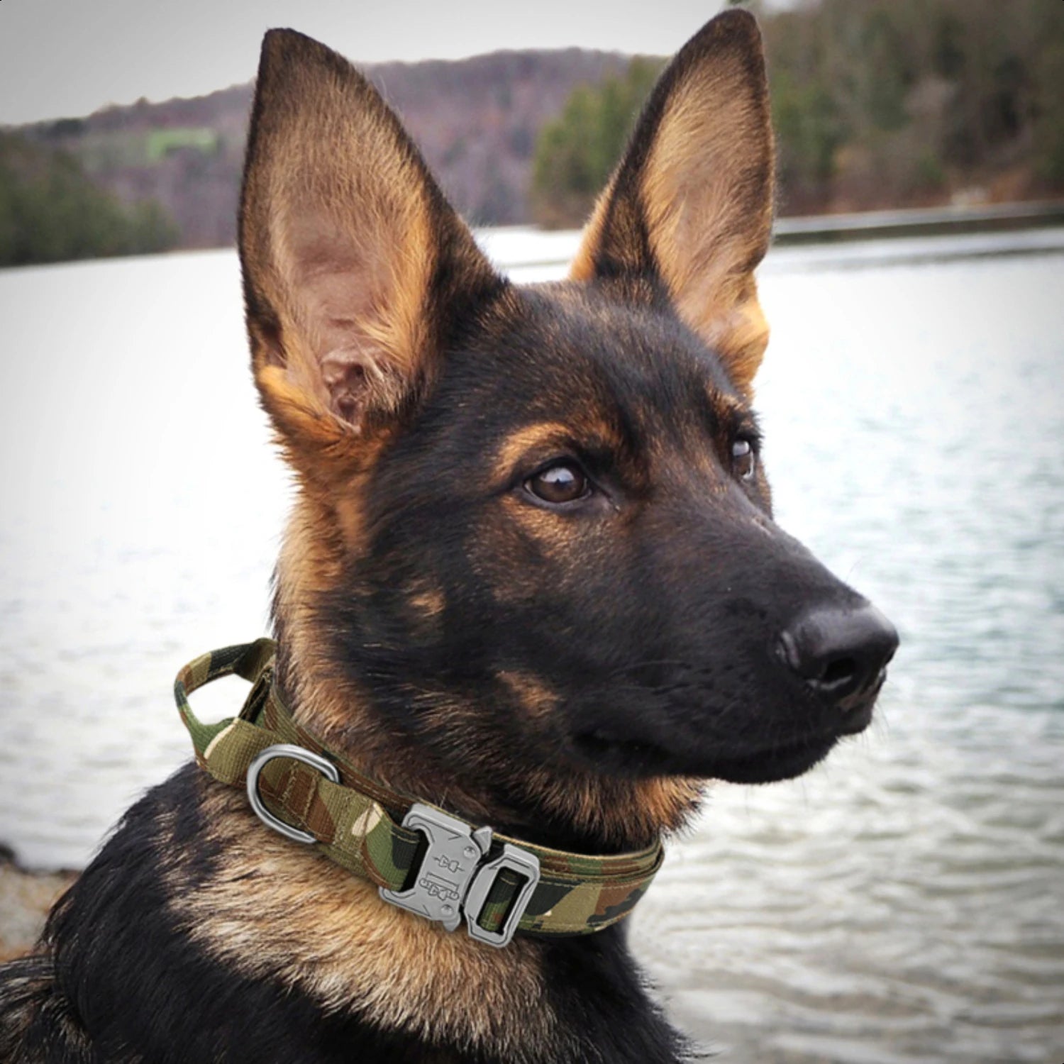 High-Quality, Durable German Military Tactical Dog Collar