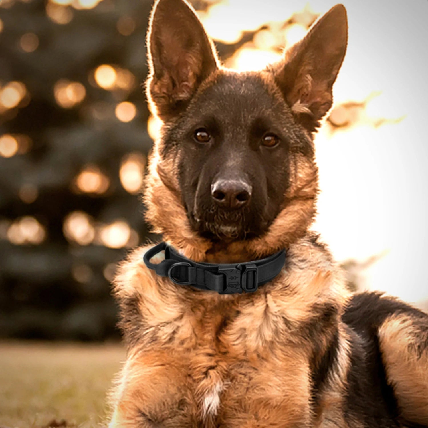 High-Quality, Durable German Military Tactical Dog Collar